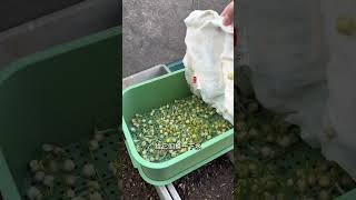 水培豌豆苗超级简单，这个冬天的菜有着落了种植小技巧 我的小菜园 新农人计划 三农 [upl. by Bocock]