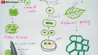 Protoplast culture method  Made easy  Bio science [upl. by Nossah]