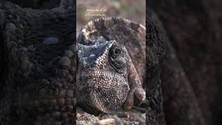 How Do Chameleons Change Color  MindBlowing Animal Facts [upl. by Romine]