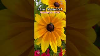 Sortenvielfalt beim Sonnenhut mit Vergleich Echinacea vs Rudbeckia stauden echinacea rudbeckia [upl. by Yennep]