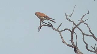 Nankeen Kestrel [upl. by Oxford]