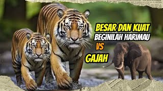 HARIMAU VS GAJAH  INILAH ALASAN KENAPA HARIMAU TIDAK PERNAH MENYERANG GAJAH faktaduniahewan [upl. by Akcirahs]