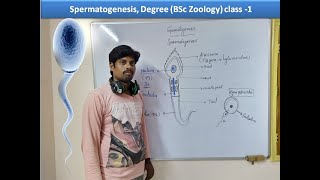 HSR Bioinfo classes l Gamatogenesis l Spermatogenesis BSc Zoology 4th sem class 1 l Embriologyl [upl. by Anizor]