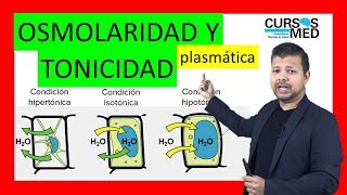 OSMOLARIDAD PLASMÁTICA OSMOSIS Y TONICIDAD explicado FÁCIL [upl. by Jorey]