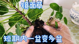 镜面草怎么养？这样做，一盆变多盆。Chinese Money Plant【莎拉养花】 [upl. by Mathi441]