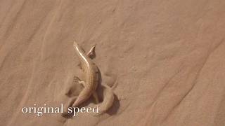 Sand fish scincus scincus [upl. by Hadwin]