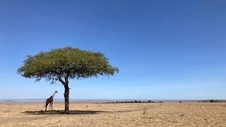 Kenya  Racing zebras [upl. by Shoshana]