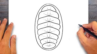 How to draw Chiton  Mollusks Drawing [upl. by Eilema]