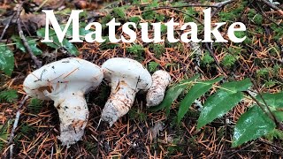 How to find matsutake mushrooms  Pine mushrooms [upl. by Lytsirk]