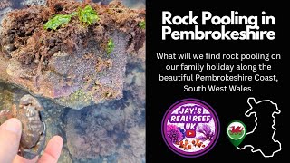 Rock Pooling on the Pembrokeshire Coast [upl. by Ytsirk]