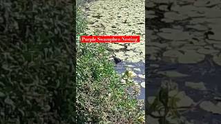 Purple Swamphen nesting🪹birds birdlovers nativebirds nature queenslandlife australia wildlife [upl. by Lajet]