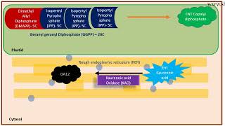 Gibberellin biosynthesis pathway [upl. by Kiehl897]