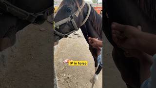 IV in horse Colic Treatment impaction in horse colic horse newmusic singer artist viral [upl. by Kinata]