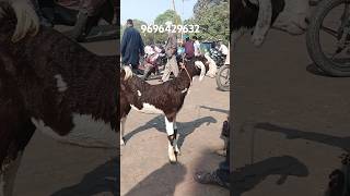 6000 demand bakra for sale 9696429632 sirohibakra gujrigoat [upl. by Chavez]