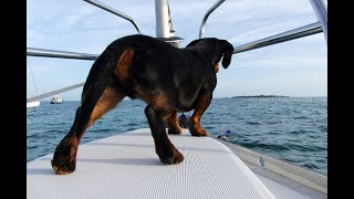 Crusoe the Dachshunds Bahamas Sailing Vacation [upl. by Laundes]