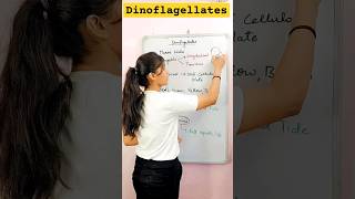 Dinoflagellates  class11th biology  Kingdom Protista short neet neetbiology biology [upl. by Innos]