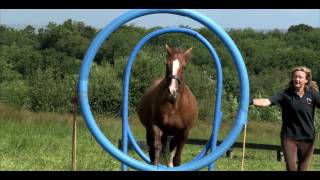 Horse Agility A stepbystep Introduction to the Sport Official Trailer [upl. by Salohci445]