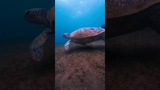 freediving ng may bagyo leaderfins freediveph djiosmoaction4 turtle greenseaturtle underwater [upl. by Sinnek]