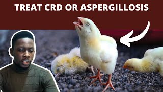 How to Treat Aspergillosis amp CRD in Chickens  LABOURED BREATHING [upl. by Salangia]