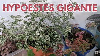 hypoestes como hacerlo gigante CHUYITO JARDINERO [upl. by Amsden426]