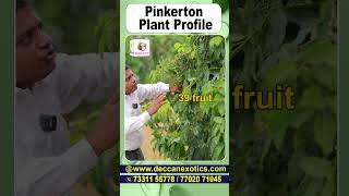 Discover the Unique Characteristics of Pinkerton Avocado 🥑 PinkertonAvocado Avocado [upl. by Anatol]