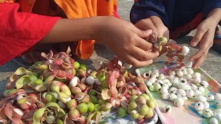 Manila tamarind pithecellobium dulce  camachile fruit  Jalebi fruit  Madras thorn [upl. by Ecerahc995]