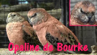 Neopsephotus bourkii Gould 1841  Perruche de Bourke Opaline  Salon de lAgriculture 2015 [upl. by Lemmy834]