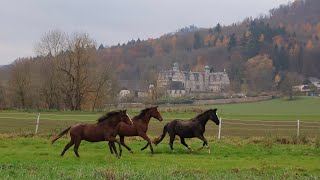 Absetzen und Weideumtrieb in Hämelschenburg [upl. by Drageruaeb]