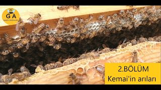 2Bölüm Kemal in taktikleri Kat atma şerbet verme Beekeeping 07042024 [upl. by Kyred]