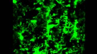 Microglia Development and Function Supplemental Video a2 [upl. by Charisse]