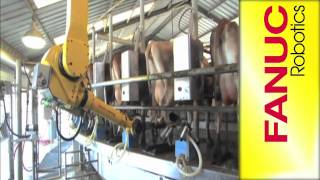 Rotary Milking Parlor with FANUC M710iC Robot  FANUC Robotics Industrial Automation [upl. by Iat]