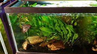 Quick Tip For Skimming Duckweed Out Of Your Aquarium [upl. by Ettellocin]