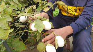 Egg Tree Real or Fake  Plant Tree Growing Real Eggs [upl. by Kuebbing810]