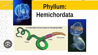 HEMICHORDATA characteristics amp classification phylum HEMICHORDATA  acorn worm 11thbiology [upl. by Elsey582]