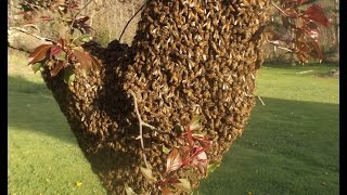 How to Capture a Bee Swarm in 27 seconds [upl. by Onateyac]