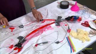 Engineering a Model Circulatory System  Science Snack Activity  Exploratorium [upl. by Noitna193]