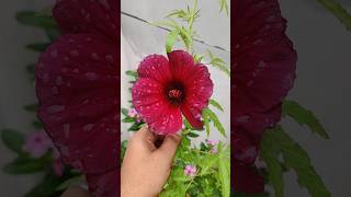 Hibiscus cannabinusGonguraKenaf Green shorts shortsfeed viral [upl. by Imoen]