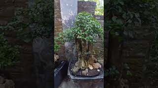 Streblus asper grouping bonsai short [upl. by Zelig380]