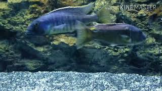 Taeniochromis holotaenia spawning [upl. by Lapides542]