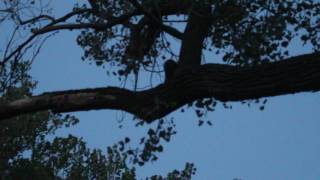 Male Great Horned Owl Attacks Raccoon August 22 2016 Forest Park St Louis MO USA [upl. by Ymmas]