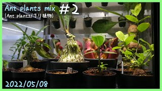 アリ植物栽培日記 Ant plants mix ＃2《アリ植物》 [upl. by Garcia]