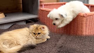 None of the cats can hide from maltipoo puppy Jack [upl. by Carlyn]