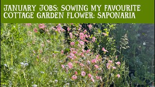 JANUARY JOBS Cottage garden flowers to start in JANUARY SAPONARIA PINK BEAUTY Vaccaria hispanica [upl. by Neill]