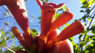 Bignonia campsis radicans [upl. by Lilac223]