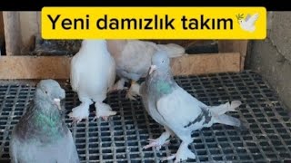 YENİ DAMIZLIK KUŞLARIMIZampKÜMESTEKİ DURUMLAR Taklacı güvercin 🕊😍 [upl. by Capone]