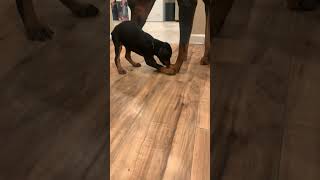 DOBERMAN PUPPY PLAYING WITH MOM [upl. by Guarino]