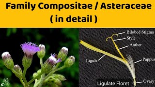 Family Asteraceae  Family Compositae  Homogamous and Heterogamous Heads [upl. by Shana]