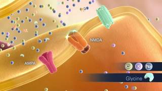 Glutamate Animation Scene02 NMDA Activation 072312 [upl. by Naraj]