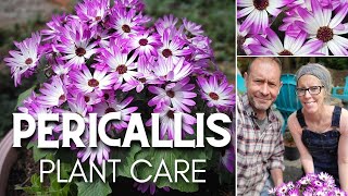 🌸 Pericallis Plant Care  Senetti Magenta Bicolor 🌸 [upl. by Airb]