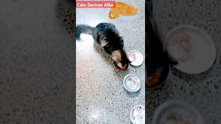 cat daily vlog  peliculas completas en español latino  P3 shorts cat catsdesireealba [upl. by Brownley]